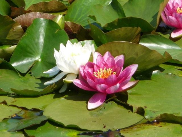 【花・見ごろ】ときわ公園のスイレン