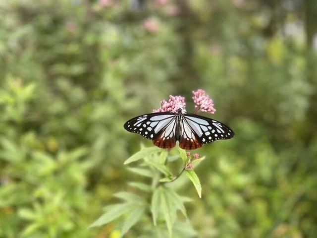 くじゅう花公園 アサギマダラの飛来