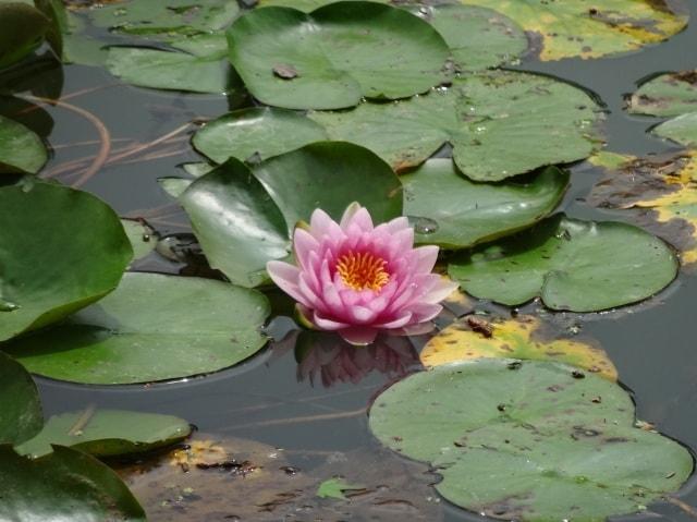 【花・見ごろ】栗林公園のスイレン