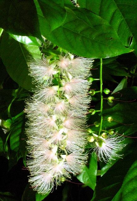 サガリバナと夜の植物の競演（夜間開園）