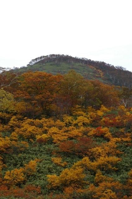 【紅葉・見ごろ】ニセコアンヌプリ・イワオヌプリ