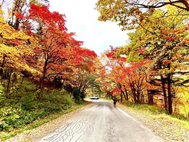 【紅葉・見ごろ】大雪山国立公園