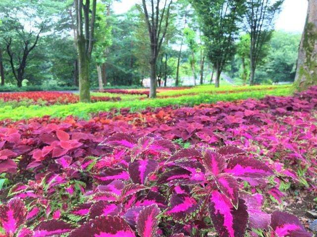 【花・見ごろ】国営武蔵丘陵森林公園 コリウス