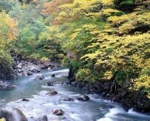 【紅葉・見ごろ】白骨温泉