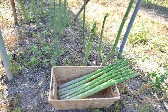 夏のアスパラガス収穫体験