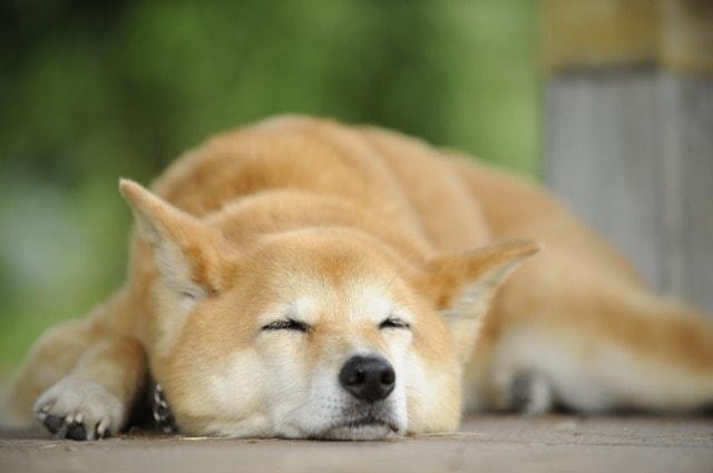 愛犬との上手な暮らし方教室 in 国営武蔵丘陵森林公園