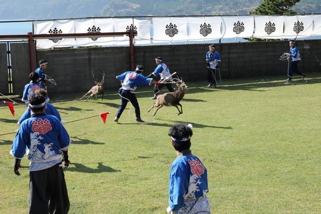 金華山黄金山神社 神鹿角切り行事祭