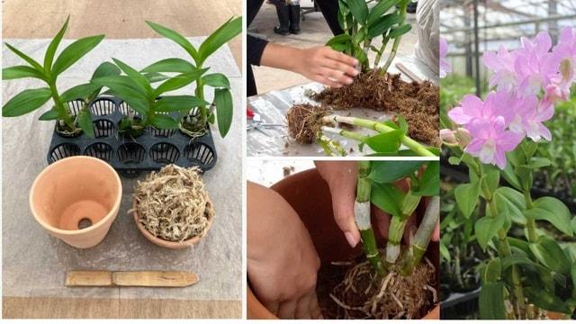 らん栽培のプロによる植替え教室開催！～デンファレ篇～