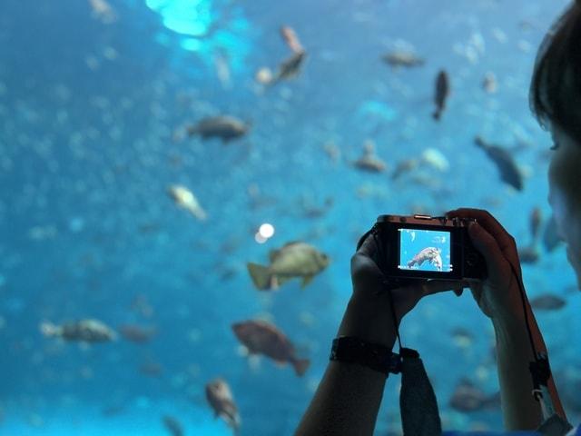 カメラナイト水族館