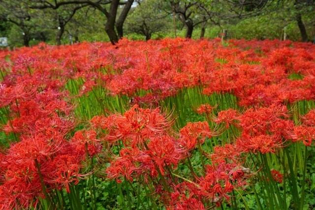 市制施行70周年記念 郷土の森 曼珠沙華まつり