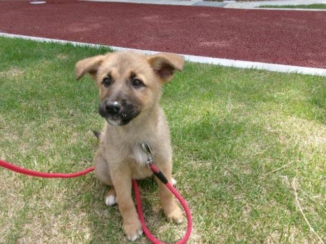 広島県動物愛護センター 犬の譲渡会（9月）