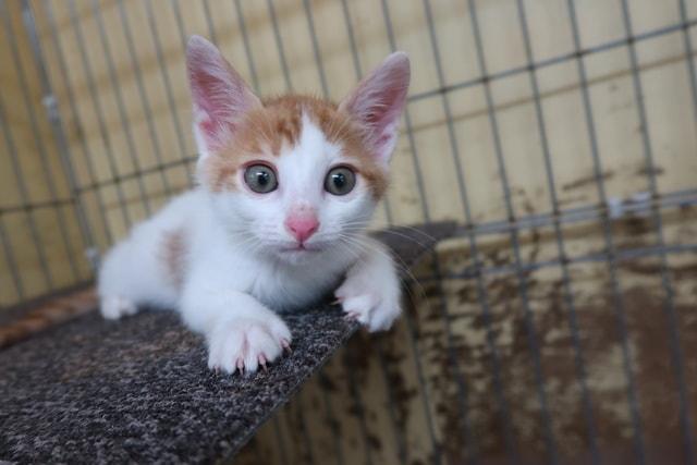 広島県動物愛護センター 猫の譲渡前講習会（9月）