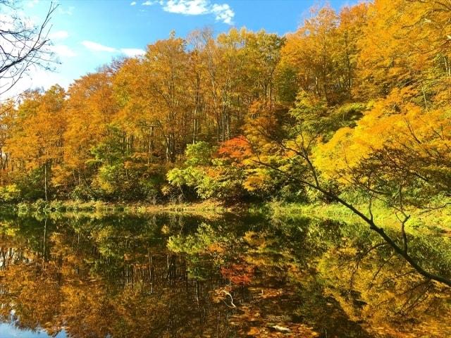 【紅葉・見ごろ】茶屋池