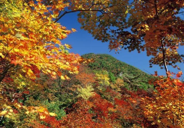 【紅葉・見ごろ】紅葉山