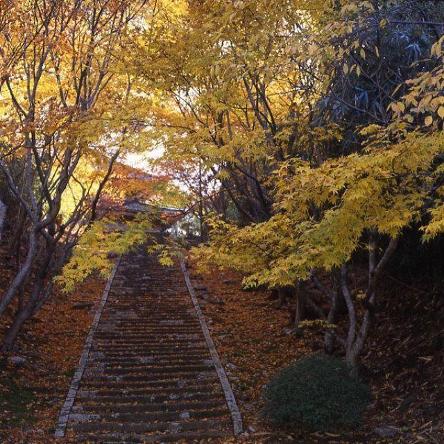 【紅葉・見ごろ】慶宮寺