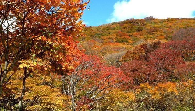 【紅葉・見ごろ】大佐渡スカイライン