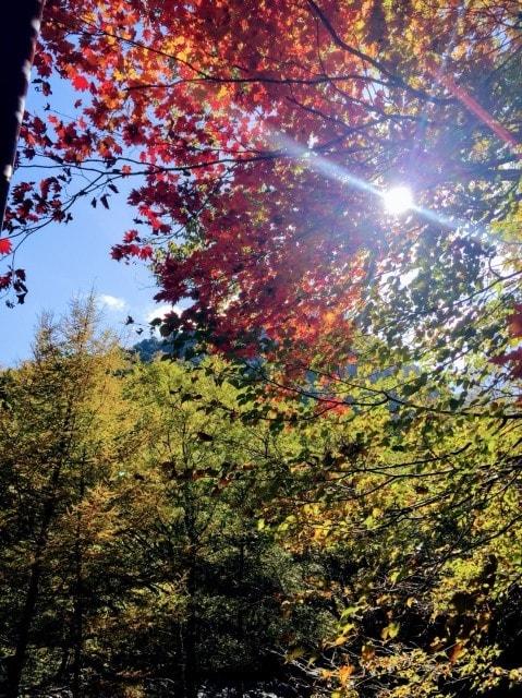 【紅葉・見ごろ】広河原