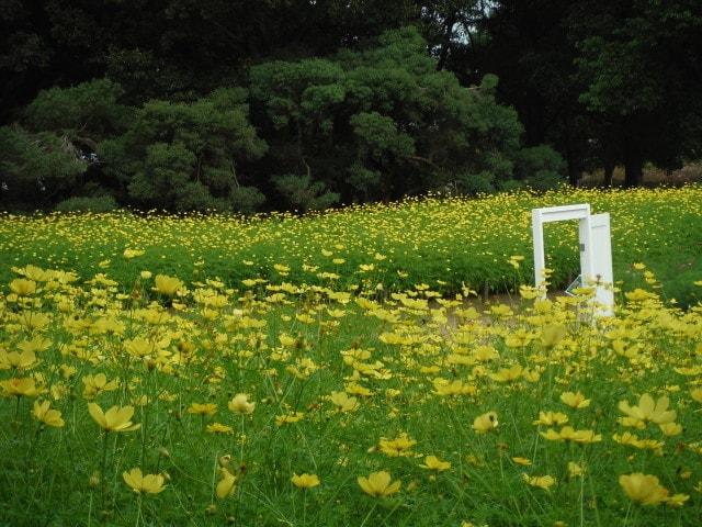 秋の花物語