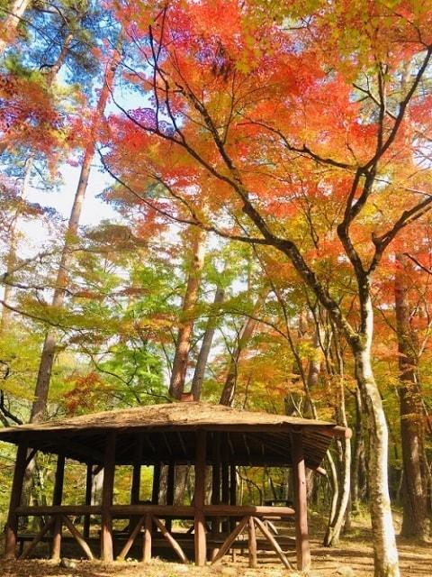 【紅葉・見ごろ】天鼓林