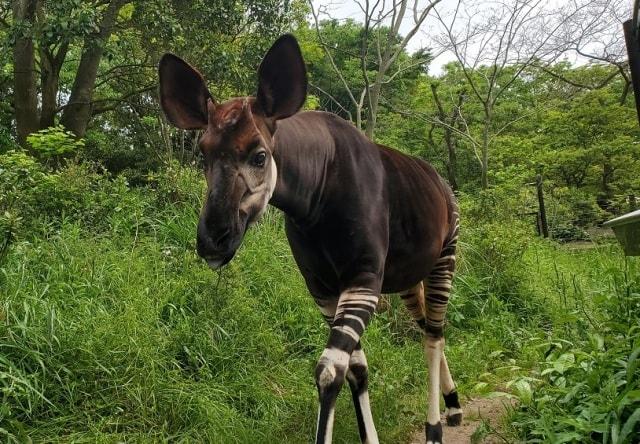 「世界オカピの日」World Okapi Day