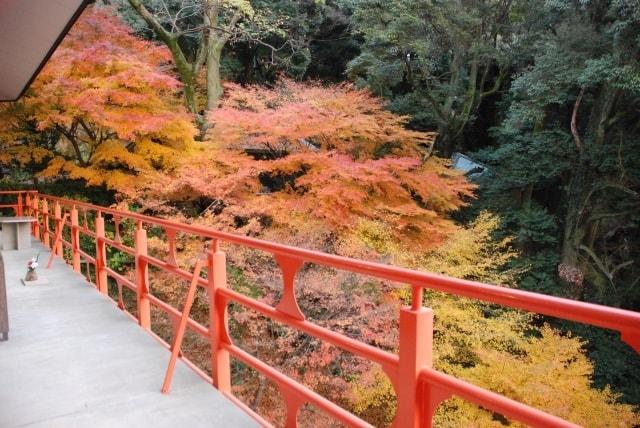 【紅葉・見ごろ】由加神社本宮