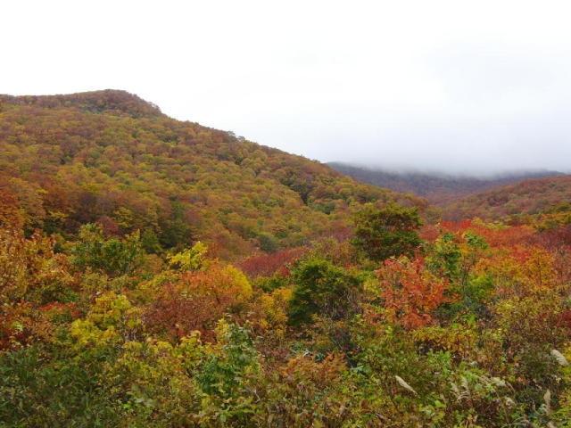 【紅葉・見ごろ】鳥海高原ライン