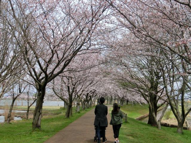 【桜・見ごろ】木場潟公園