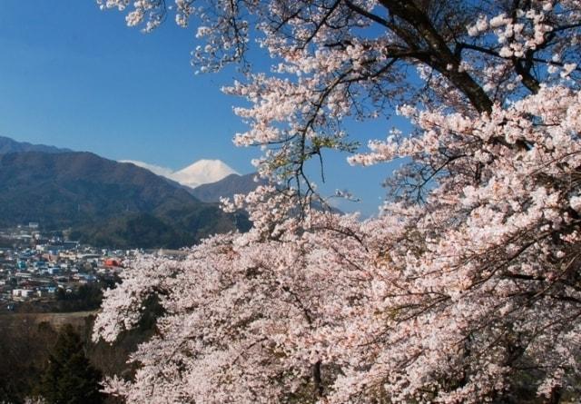 【桜・見ごろ】勝山城跡（城山）