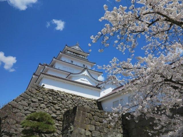 【桜・見ごろ】鶴ヶ城