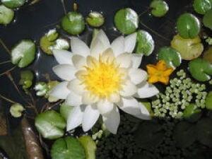 【花・見ごろ】越前町立福井総合植物園　プラントピア　スイレン