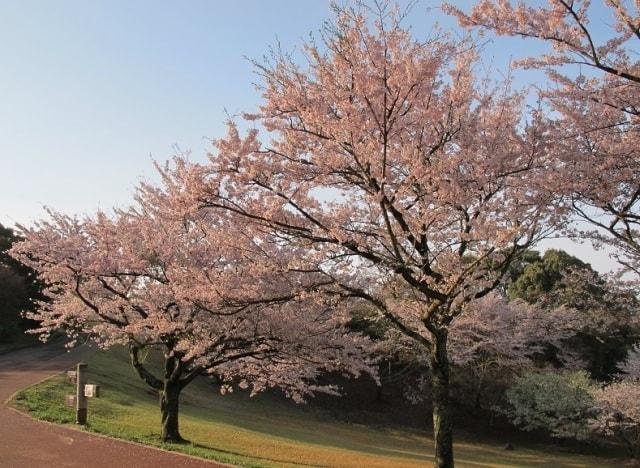 【桜・見ごろ】鏡山