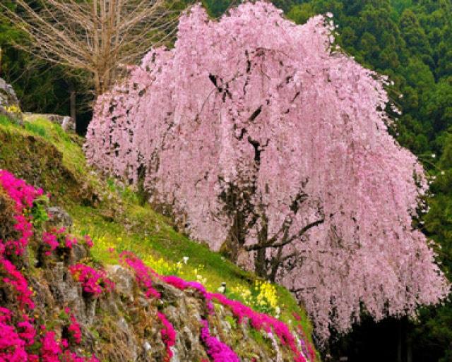 【桜・見ごろ】川井峠のしだれ桜