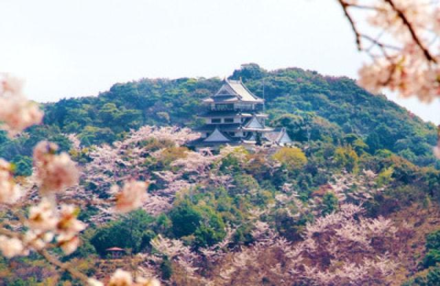 【桜・見ごろ】日和佐城