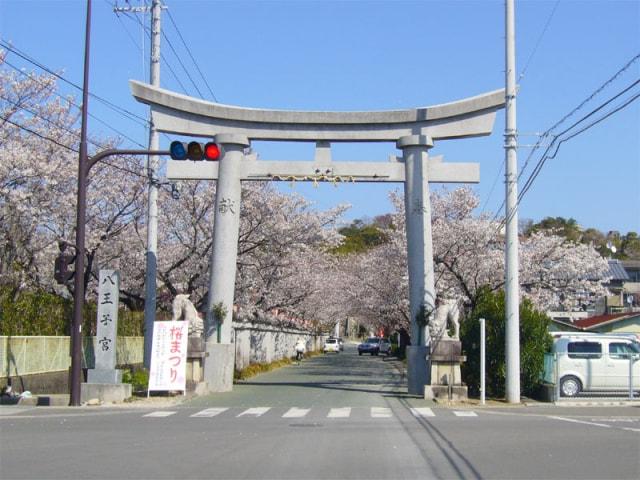 【桜・見ごろ】八王子宮