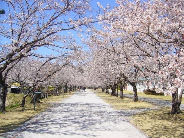 【桜・見ごろ】鏡野公園・高知工科大学