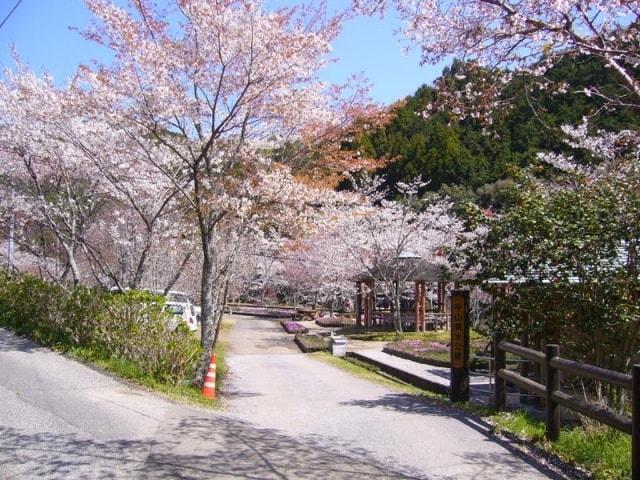 【桜・見ごろ】平山親水公園