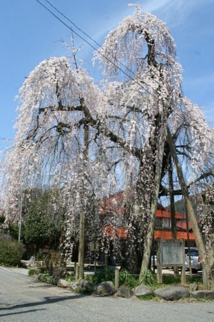 【桜・見ごろ】弓河内の大しだれ桜