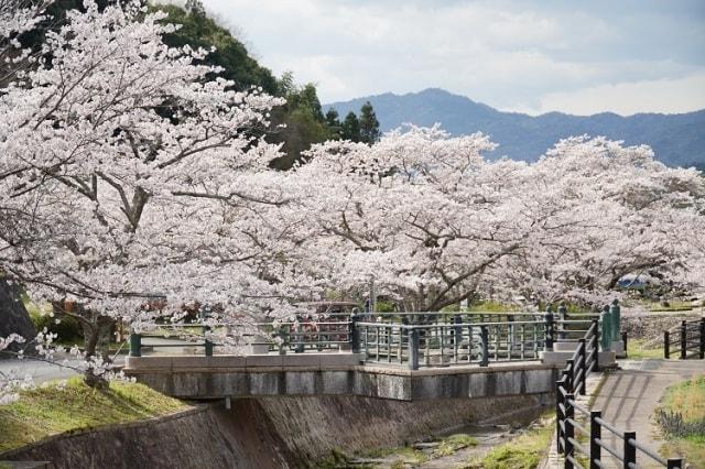 【桜・見ごろ】東繕寺川河川公園
