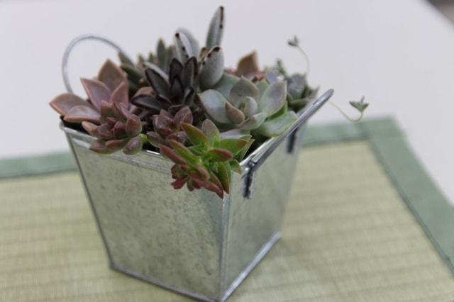 山野草の寄せ植え教室（11月）