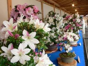 第54回　鹿沼さつき祭り