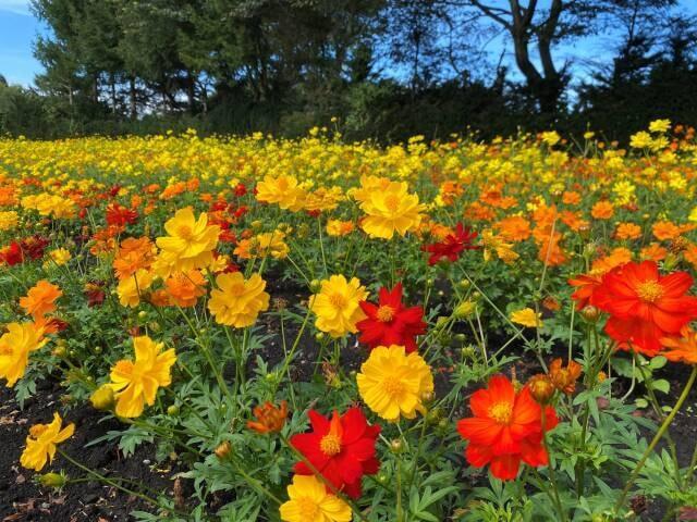黄花コスモス2025