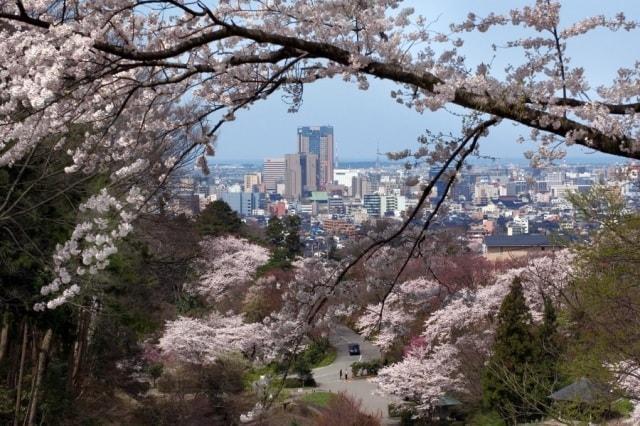【桜・見ごろ】卯辰山公園（望湖台周辺）