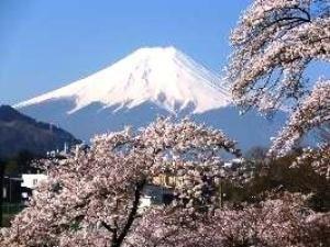 【桜・見ごろ】西桂町忠魂碑の桜並木