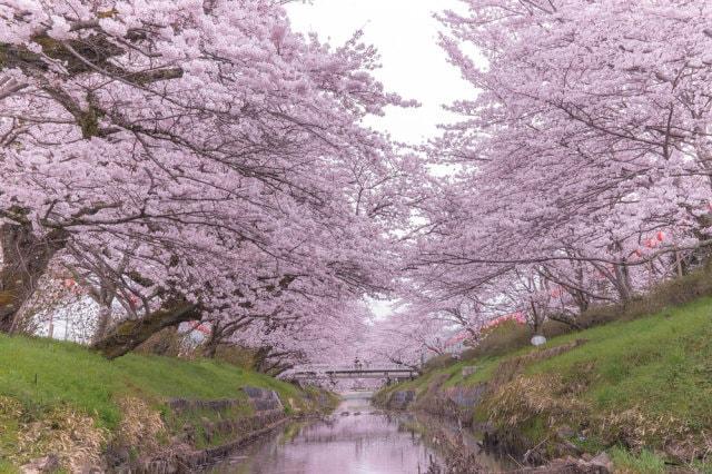 【桜・見ごろ】黒井川沿い