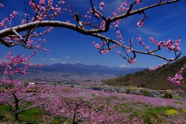笛吹市　桃源郷春まつり