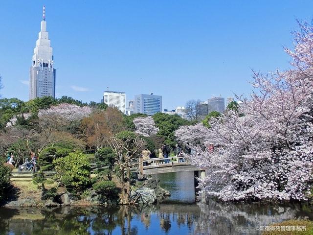 【桜・見ごろ】新宿御苑