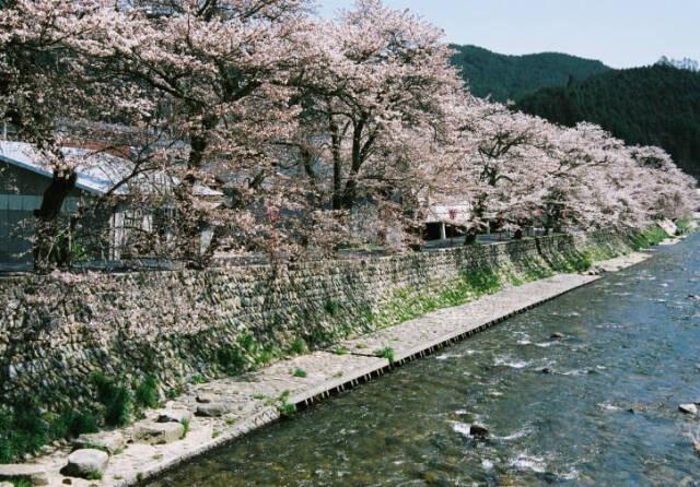【桜・見ごろ】美甘宿場桜
