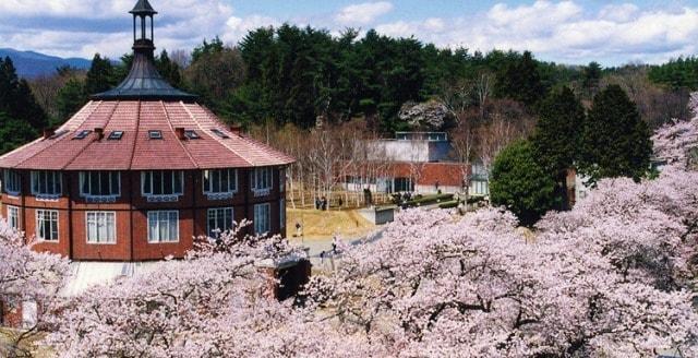 【桜・見ごろ】清春芸術村のサクラ群