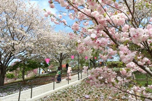 静峰ふるさと公園　2025八重桜まつり