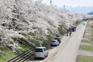 【桜・見ごろ】弁天河原の桜堤